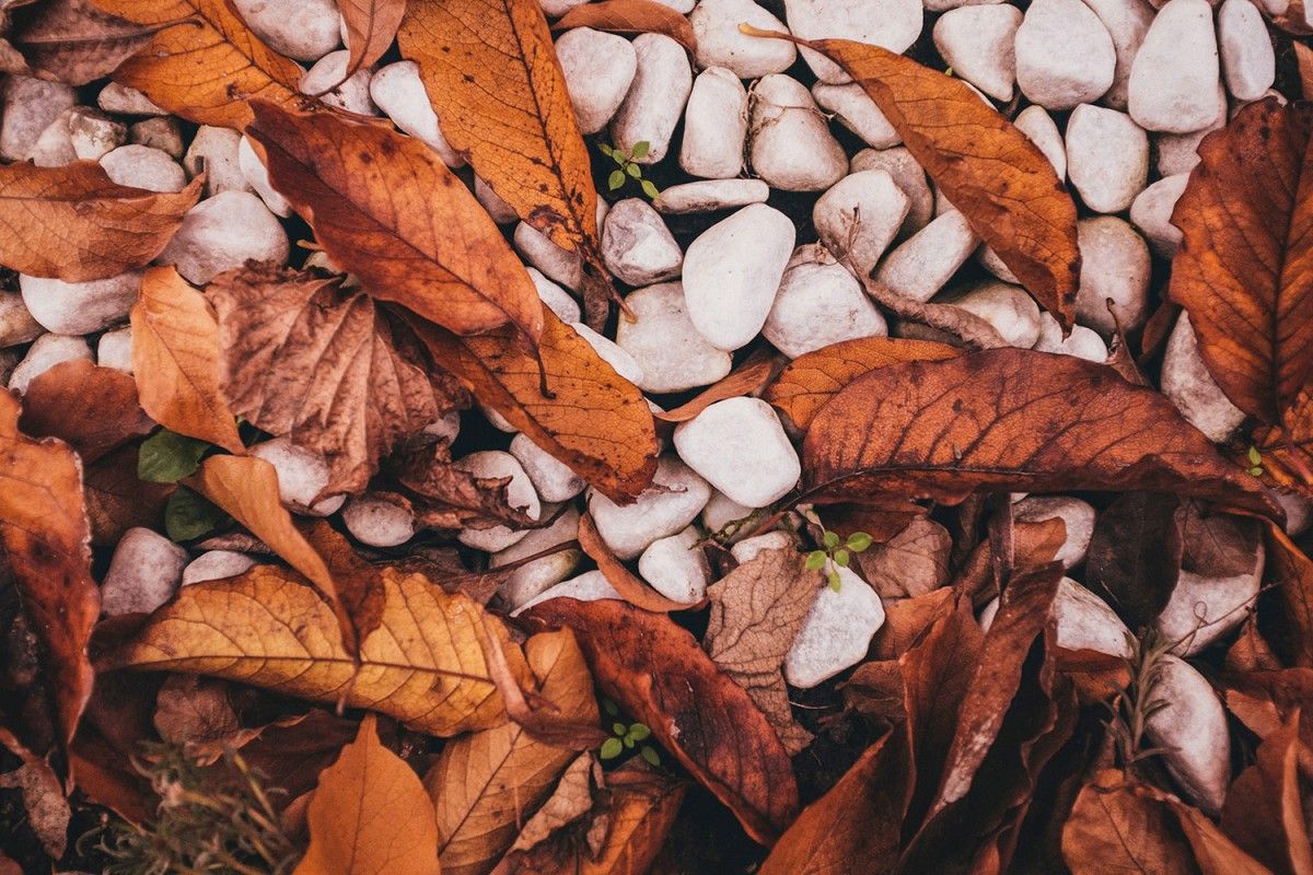 1200_1538133317fall-leaves-stones