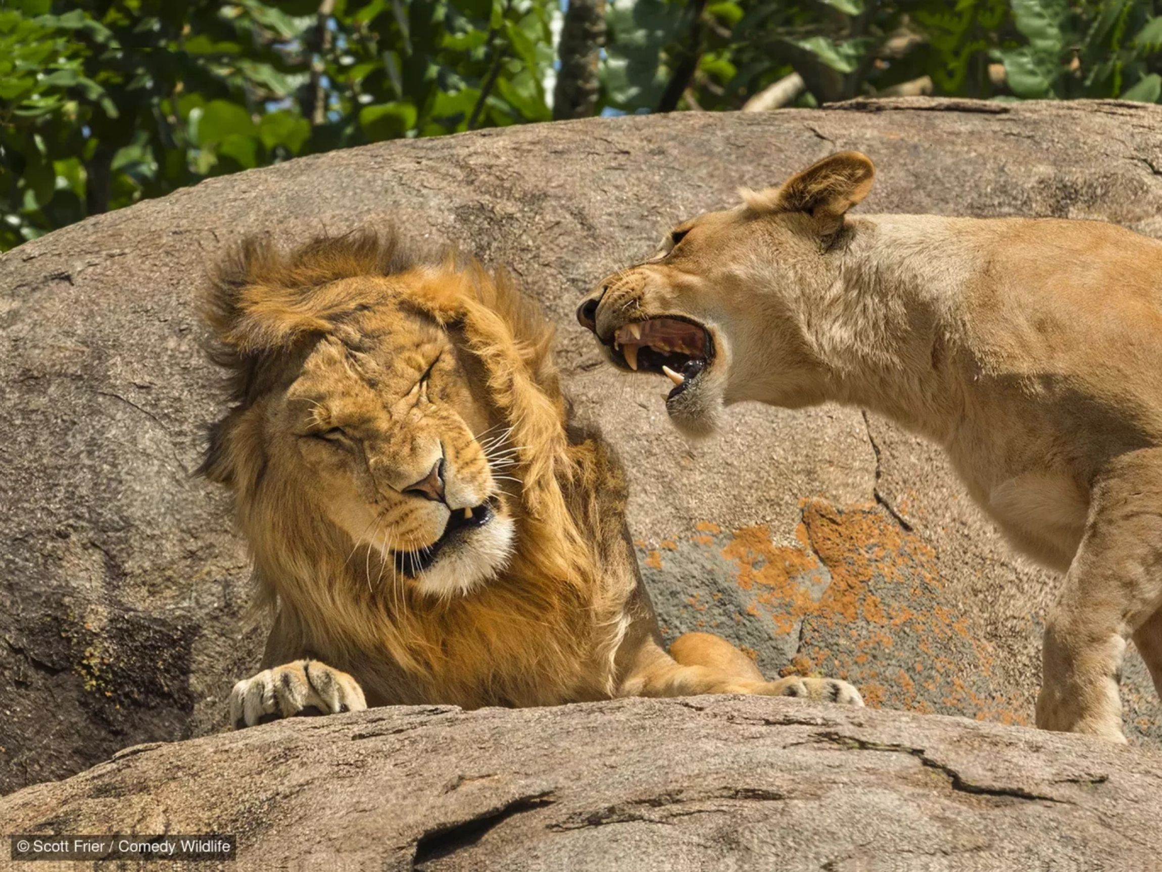 "Comedy Wildlife Photography Awards" Foto: ©Scott Frier